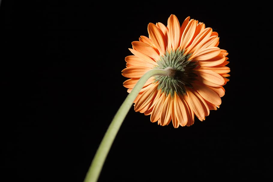 beautiful, red, gerbera, stem, isolated, black, closeup, flower HD wallpaper