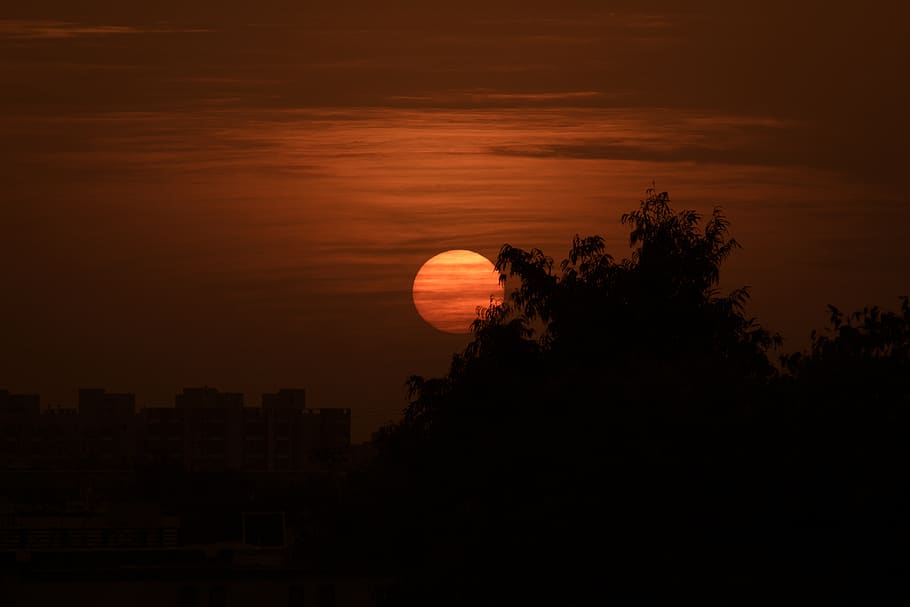setting sun, sky, tree, silhouette, sunset, plant, beauty in nature HD wallpaper