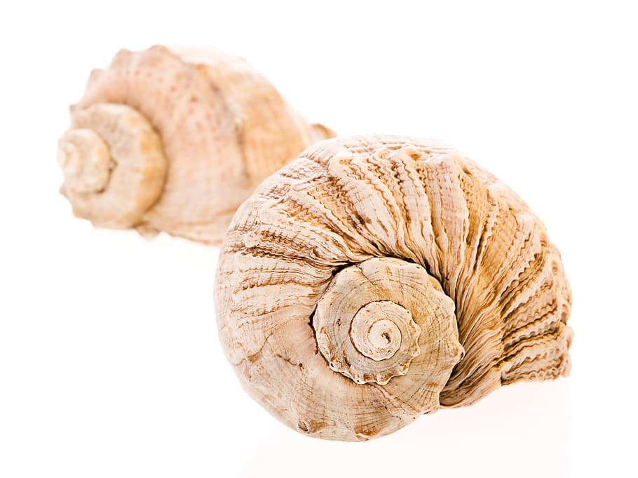 bone, close-up, closeup, coast, coastline, cockle-shell, conch HD wallpaper