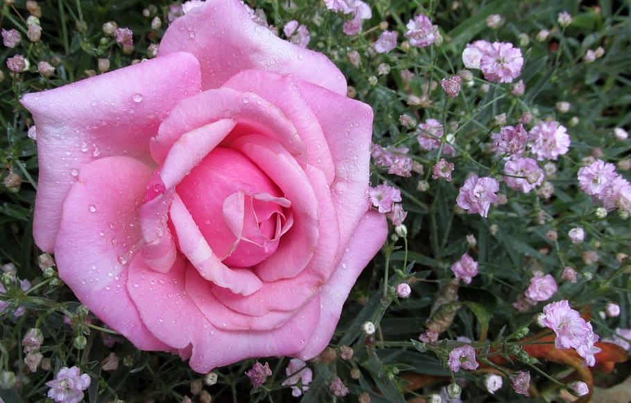flower, nature, flora, summer, garden, flowering plant, beauty in nature HD wallpaper