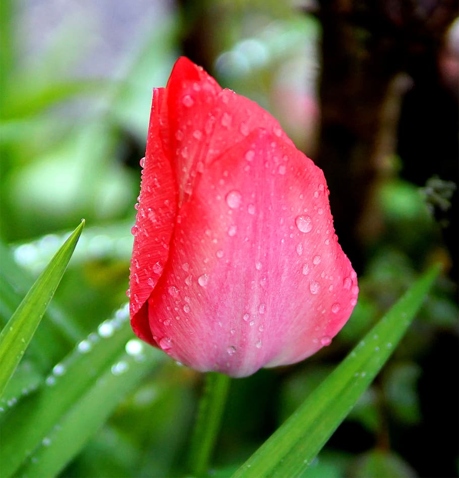 tulip, blossom, bloom, spring, flowers, flora, plant, drop HD wallpaper