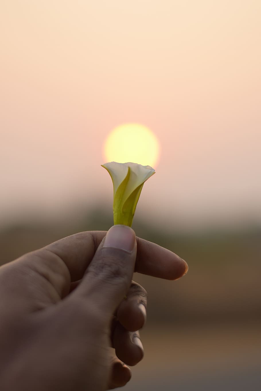 Person Holding A Flower, bloom, blossom, dawn, flora, hand, little HD wallpaper