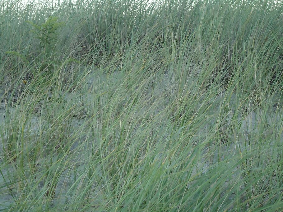beach, grass, close-up, sand, blowing, wind, plant, growth HD wallpaper