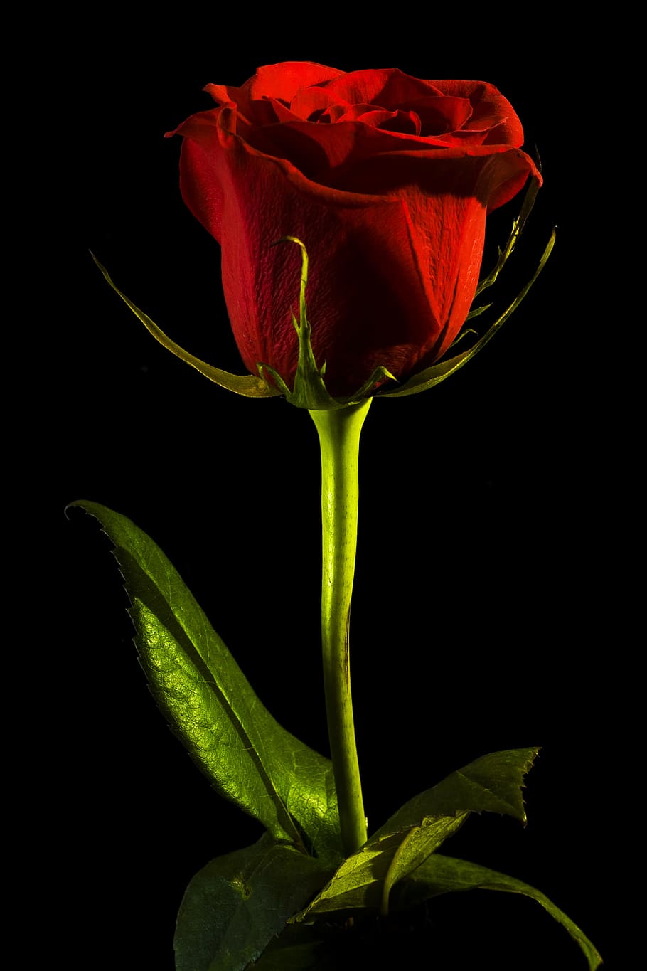 HD wallpaper: black, rose, red, background, closeup, isolated ...
