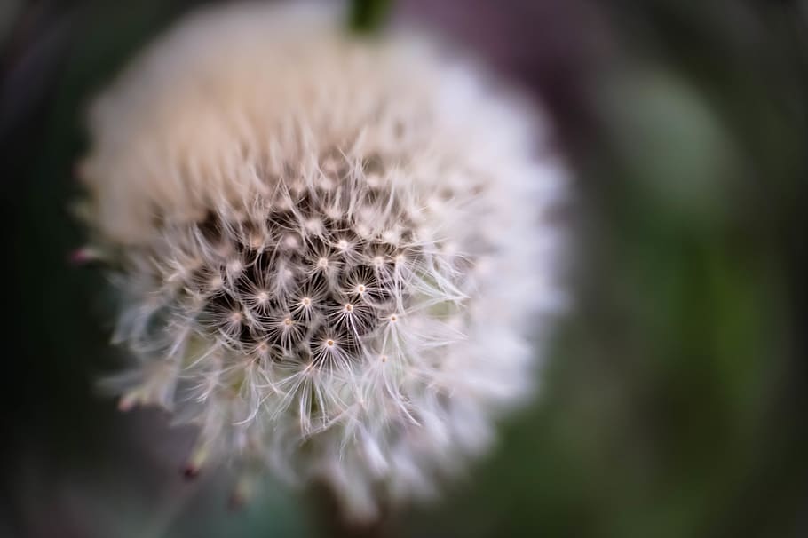 dandelion, macro, flower, flowers, light, bokeh, nature, flowering plant HD wallpaper
