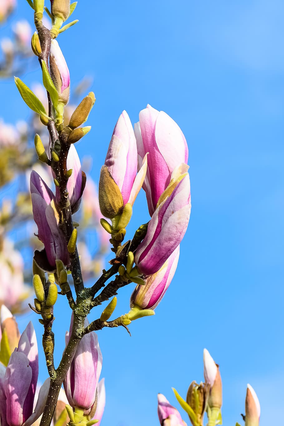 magnolia, spring, tree, flowers, pink, plant, bloom, garden HD wallpaper