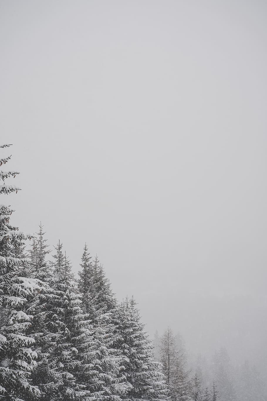 tall trees covered with snow, plant, beauty in nature, tranquility HD wallpaper