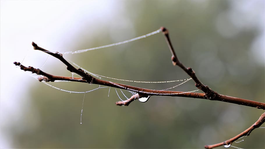 branch, spider net, cobweb, water drops, hazy, autumn, morning HD wallpaper