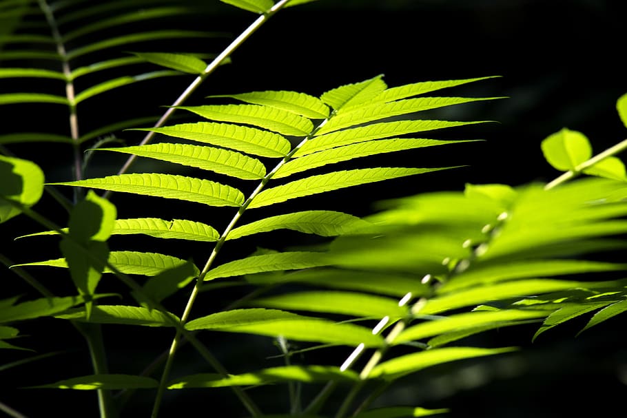 green, leafs, dark, sunny, nature, plant part, green color HD wallpaper
