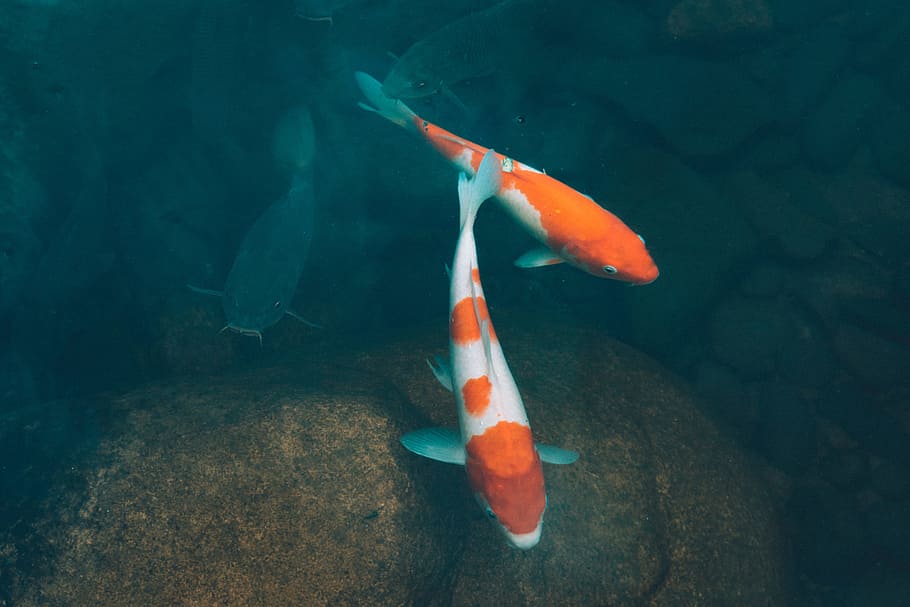 fish, coy, carp, orange, water, pond, animal, animal wildlife HD wallpaper
