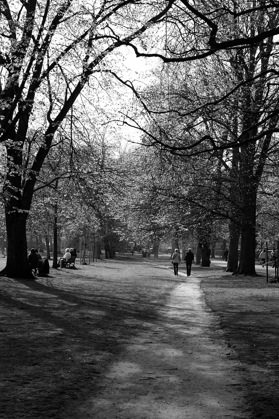 tree, plant, grass, human, person, outdoors, lawn, park, vegetation HD wallpaper