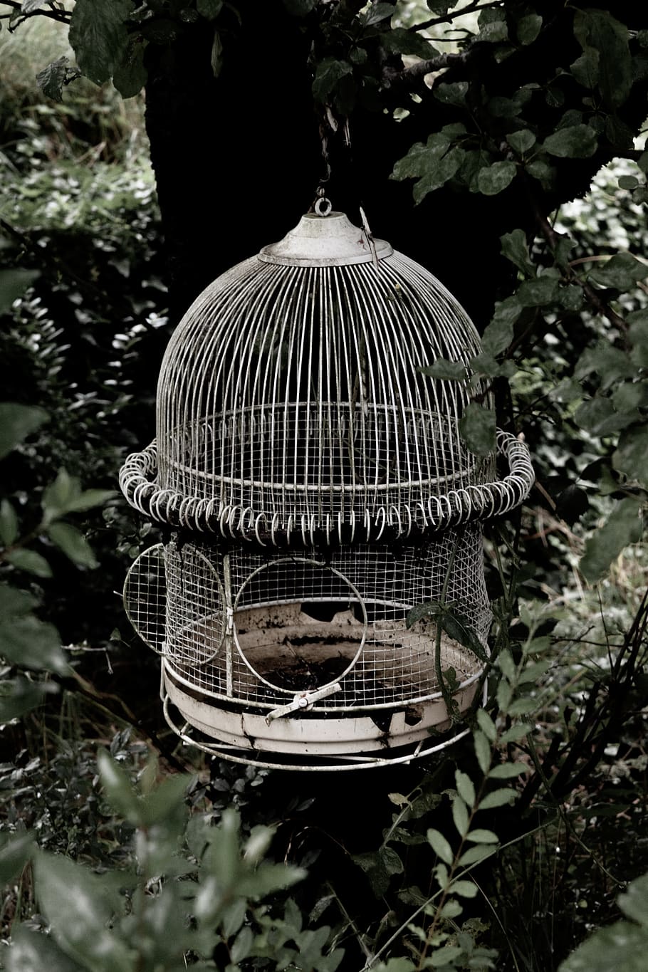 white birdcage, no people, plant, nature, day, close-up, tree HD wallpaper