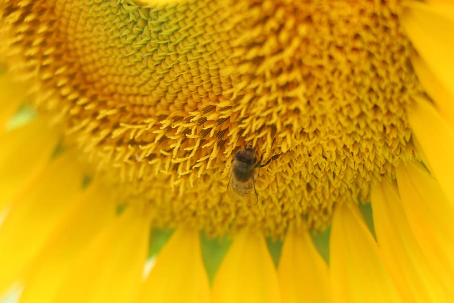 Micro Photo of Honey Bee of Yellow Sunflower Flower, animal, bloom HD wallpaper