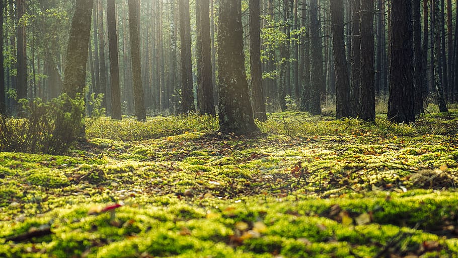 Low Angle Photo Of Forest, environment, ground, moss, nature HD wallpaper