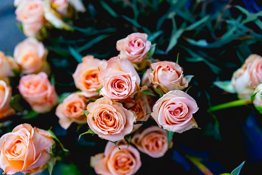 pink flowers, flowering plant, beauty in nature, rose, rose - flower HD wallpaper