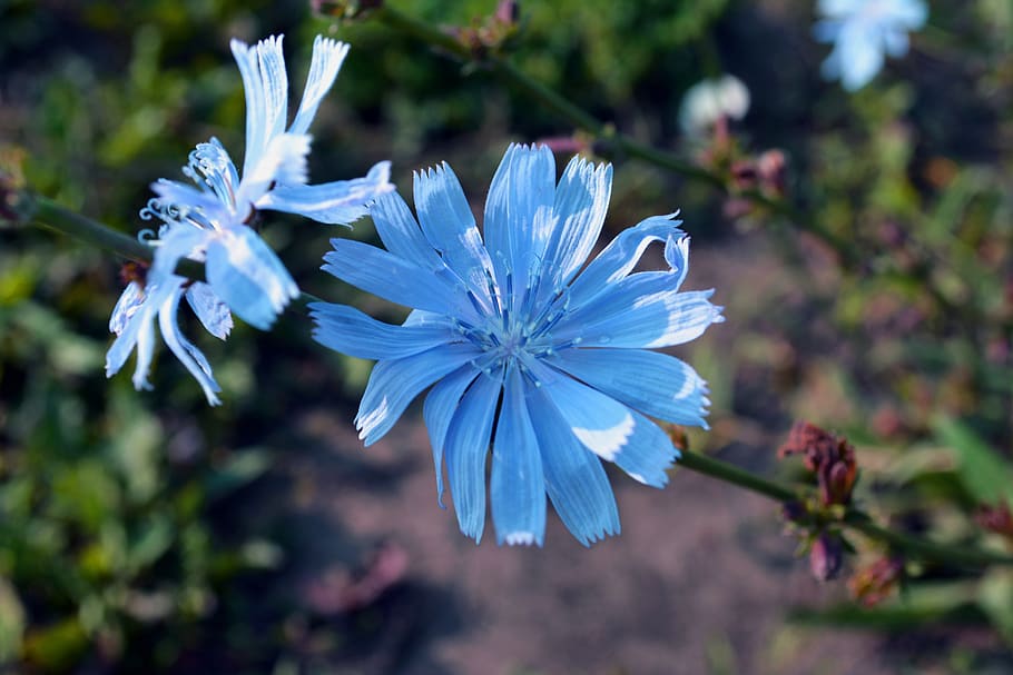 chicory, flowers, field, nature, beauty, blue color, tenderness HD wallpaper