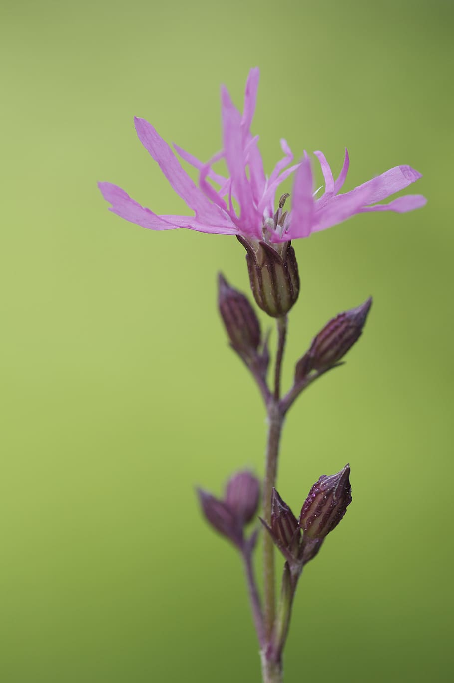 shallow focus photography of pink flower, plant, blossom, geranium, HD wallpaper