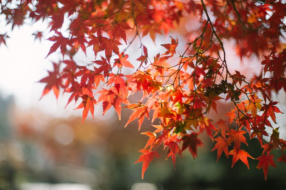 japan, autumn, change, plant part, leaf, orange color, tree HD wallpaper