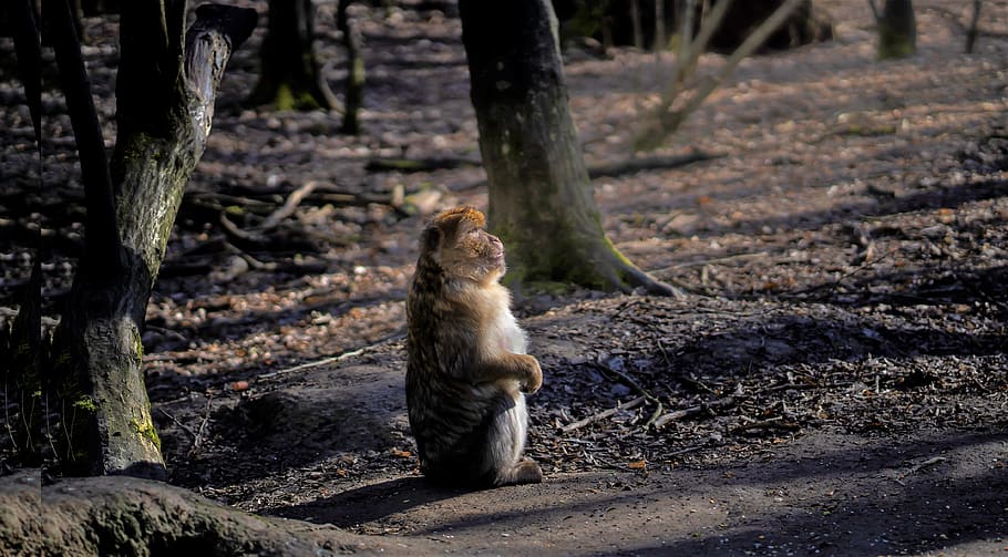 ape, monkey, primate, animal, nature, wildlife, animal themes HD wallpaper