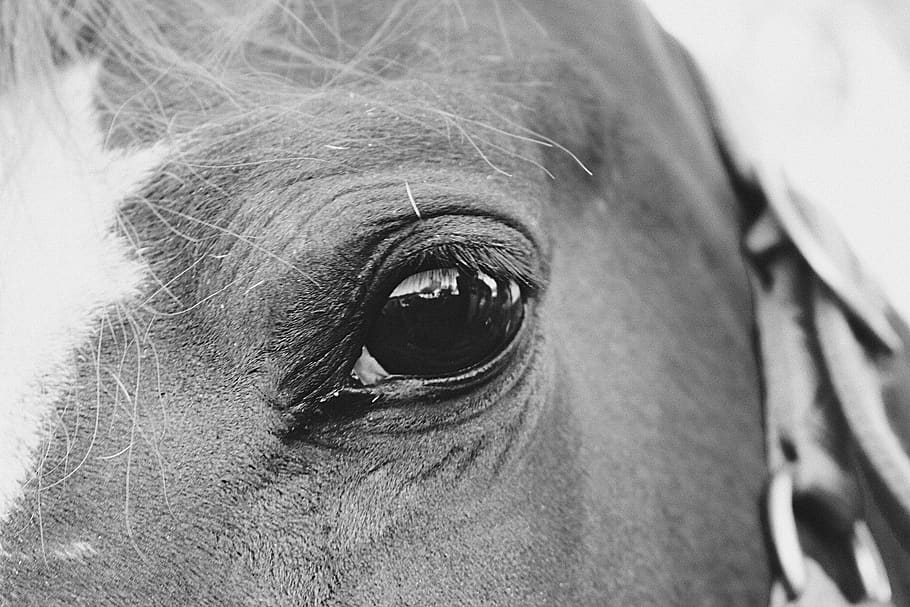 grayscale photography of horse's eye, animal, skin, face, mammal