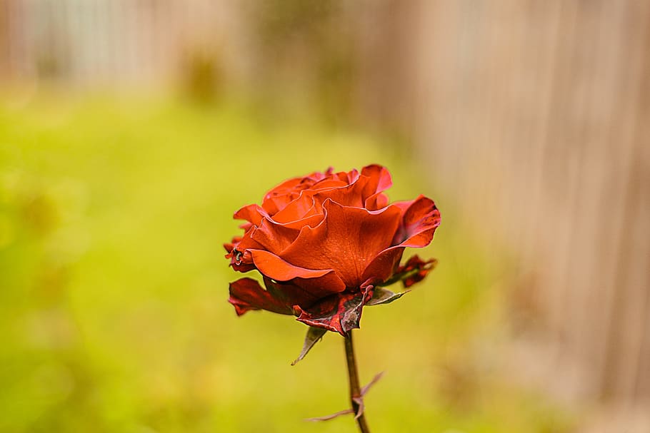 rosa, flower, nature, flowering plant, beauty in nature, fragility HD wallpaper