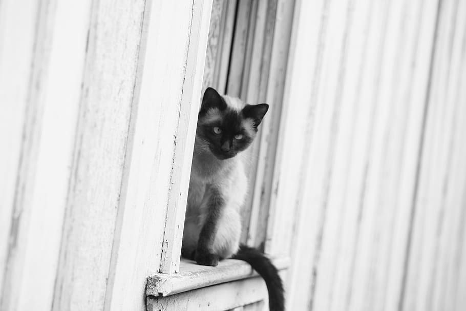mammal, one animal, pets, domestic animals, vertebrate, cat HD wallpaper