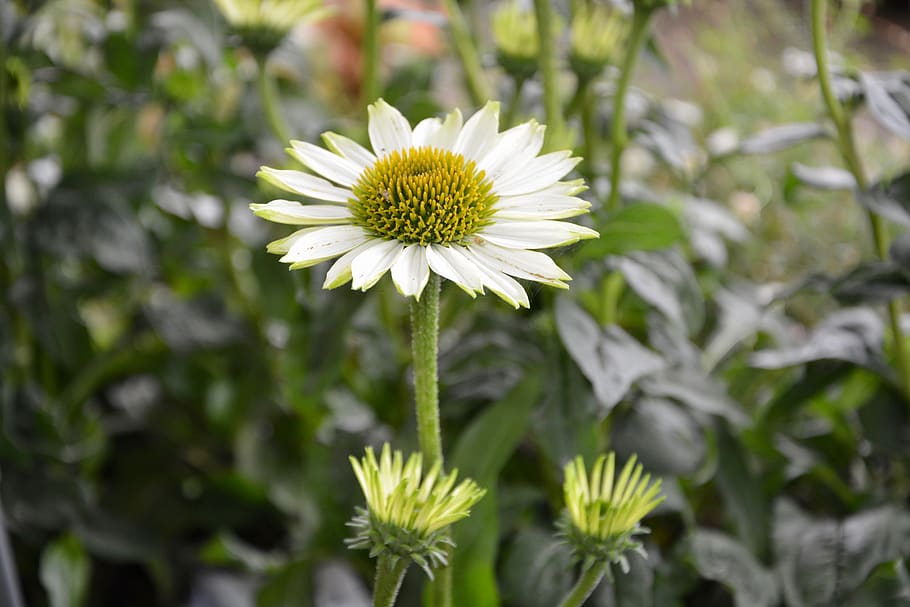flower, plant, flower buds, spring, nature, plants, fulfillment HD wallpaper