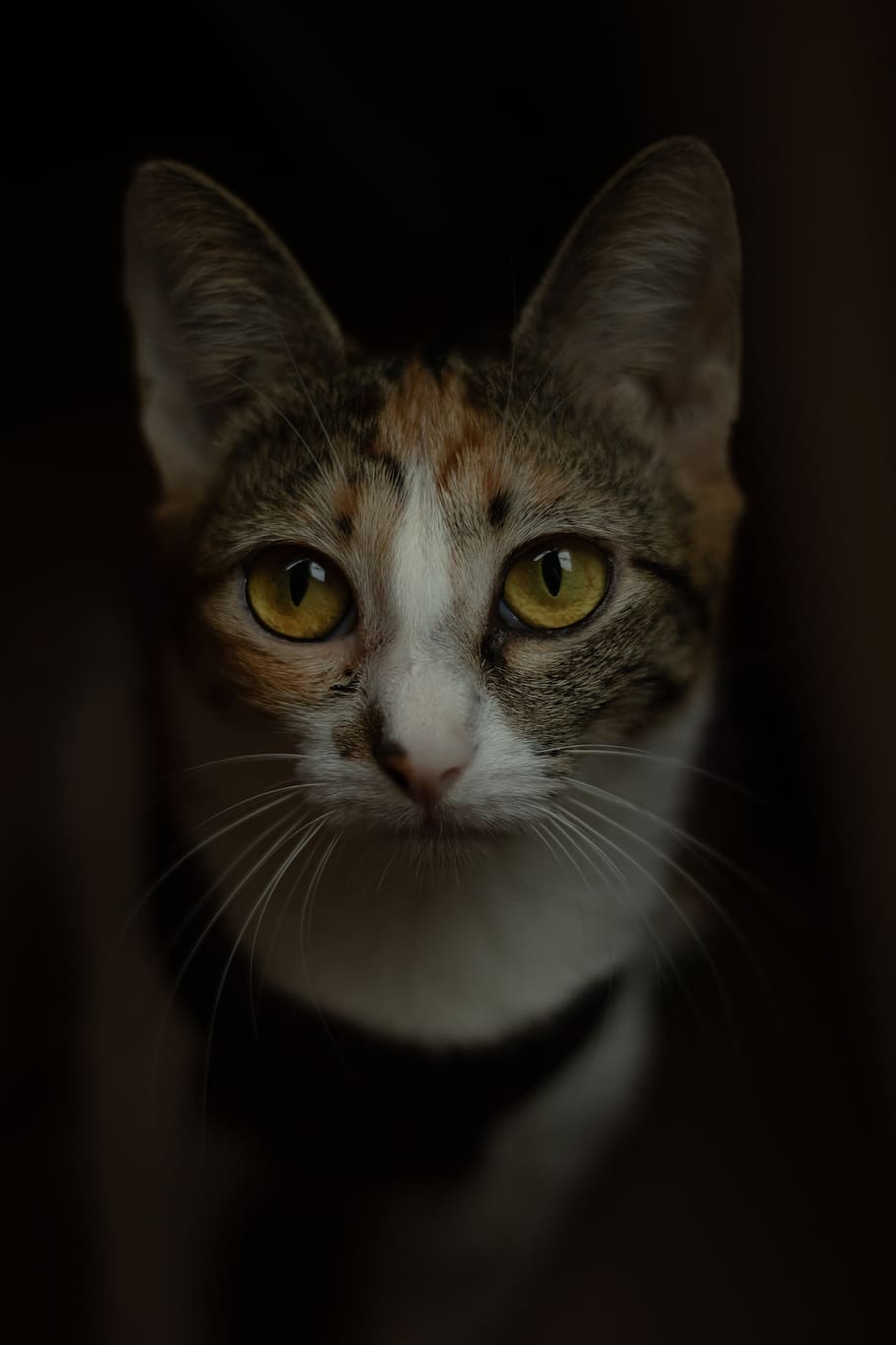 brown and gray cat, pet, animal, mammal, abyssinian, brasil, paraná HD wallpaper