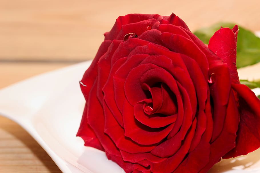 rose, red, plate, white, wood, love, flower, blossom, bloom HD wallpaper