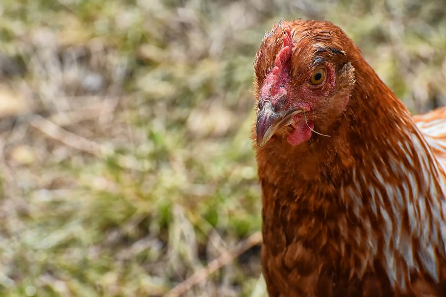 chicken, poultry, plumage, feather, farm animal, animal world HD wallpaper