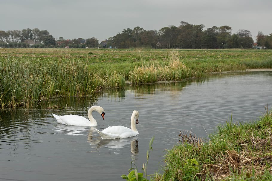 swan, swans, stately, ditch, waterfowl, animal, bird, white HD wallpaper