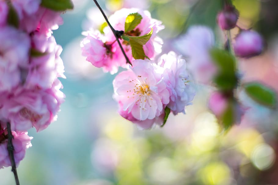pink, blossoms, bloom, flower, tree, branch, nature, plant HD wallpaper