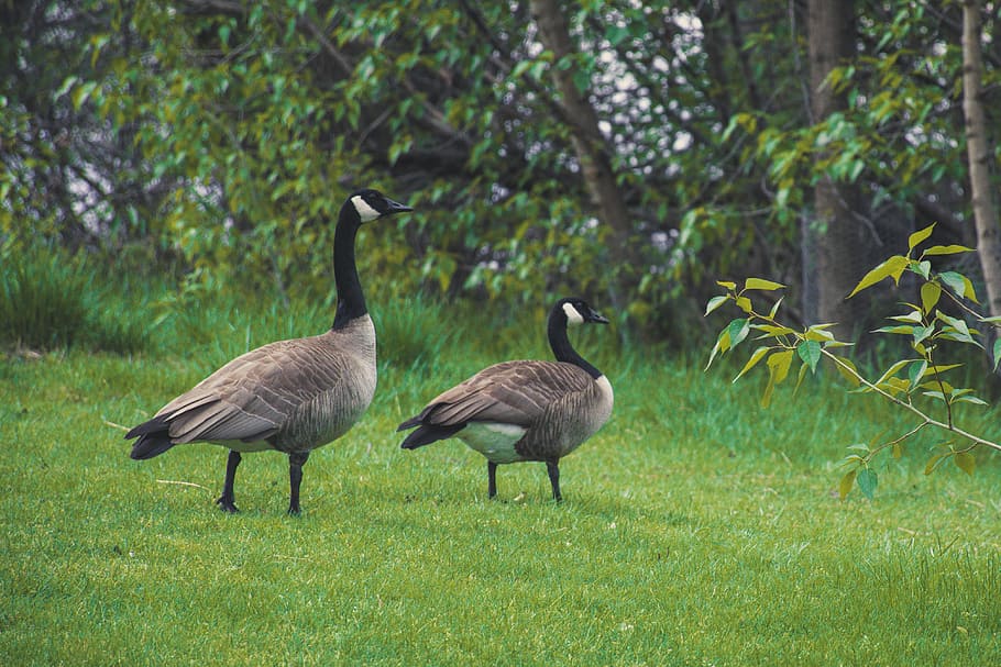 Two Canadian Geese On Green Grass, animal, avian, bird, birds, HD wallpaper