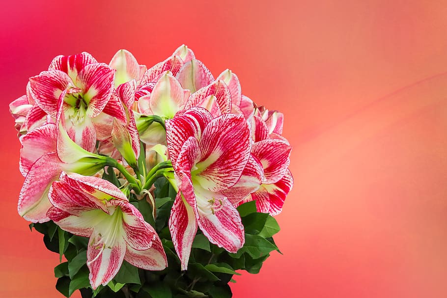 flowers, emotions, mother's day, valentine's day, amaryllis, HD wallpaper