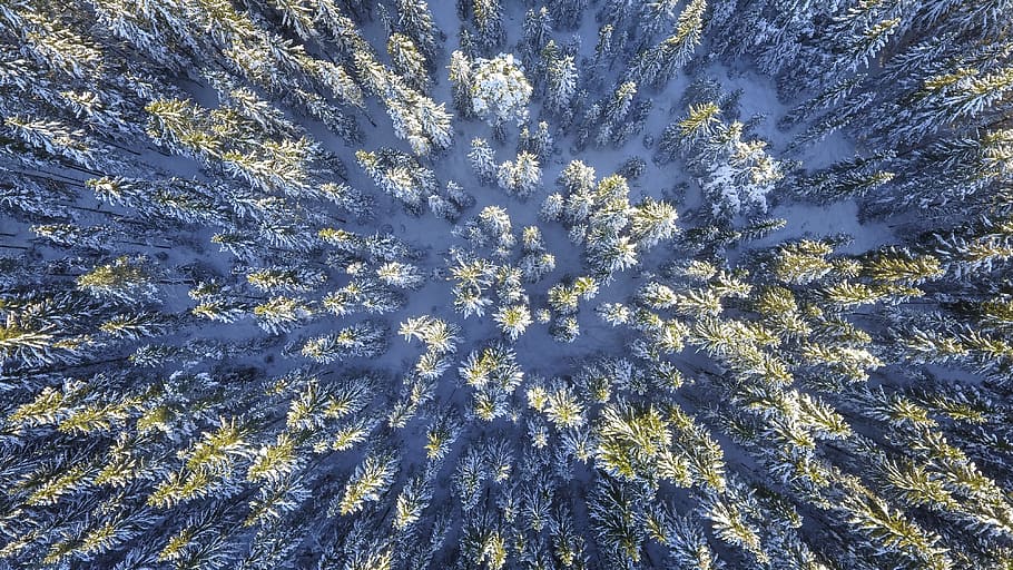 Aerial Photography of Green Leafed Trees, above, bright, cold HD wallpaper