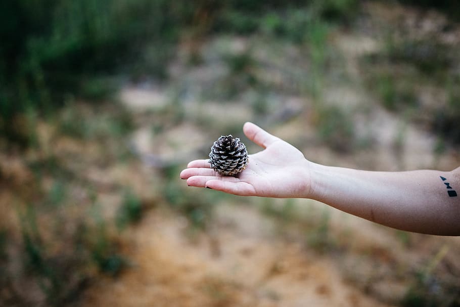 pine, cone, hand, palm, arm, blur, outdoor, nature, human hand HD wallpaper