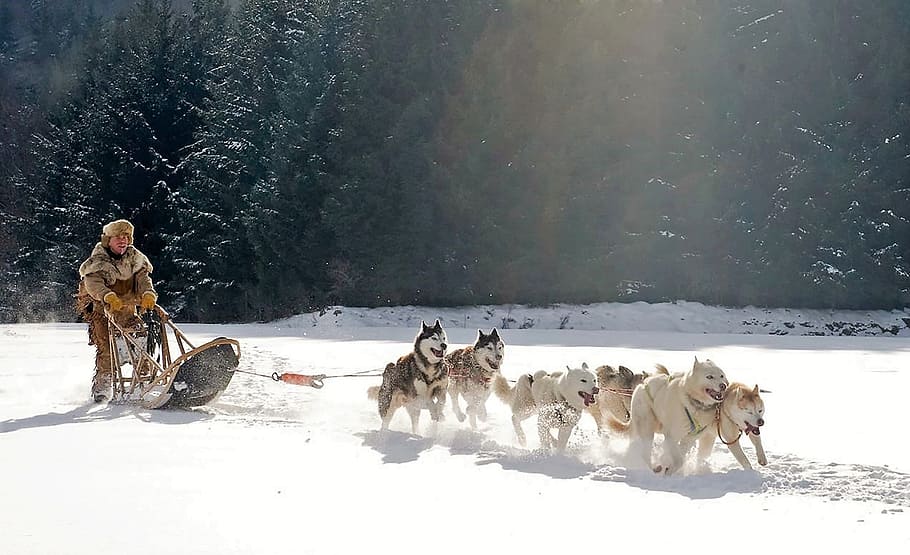 mountain, mountainous, landscape, wolf, ride, animal, wild HD wallpaper