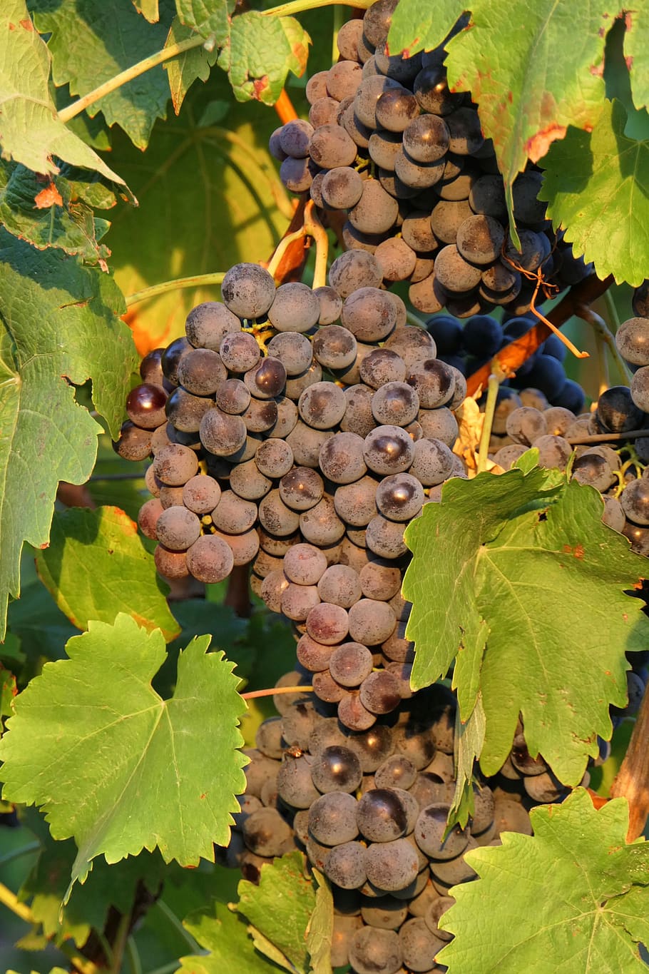grape, dark, vine, wine, grapevine, vines stock, fruit, fresh