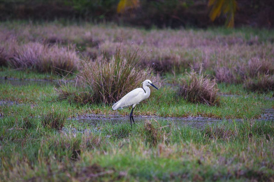Shallow Photography of Great Egret, animal, blur, close-up, environment HD wallpaper