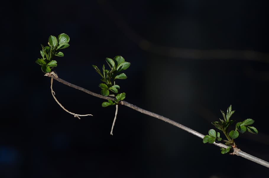 green leafed plants, plant part, growth, nature, food and drink HD wallpaper