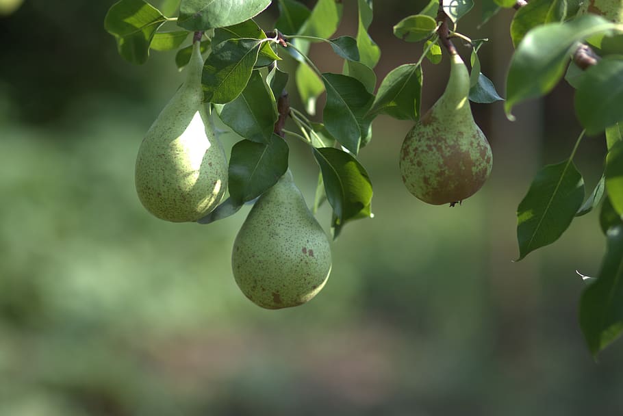 pear, fruit, tree, healthy, fresh, delicious, green, nature HD wallpaper