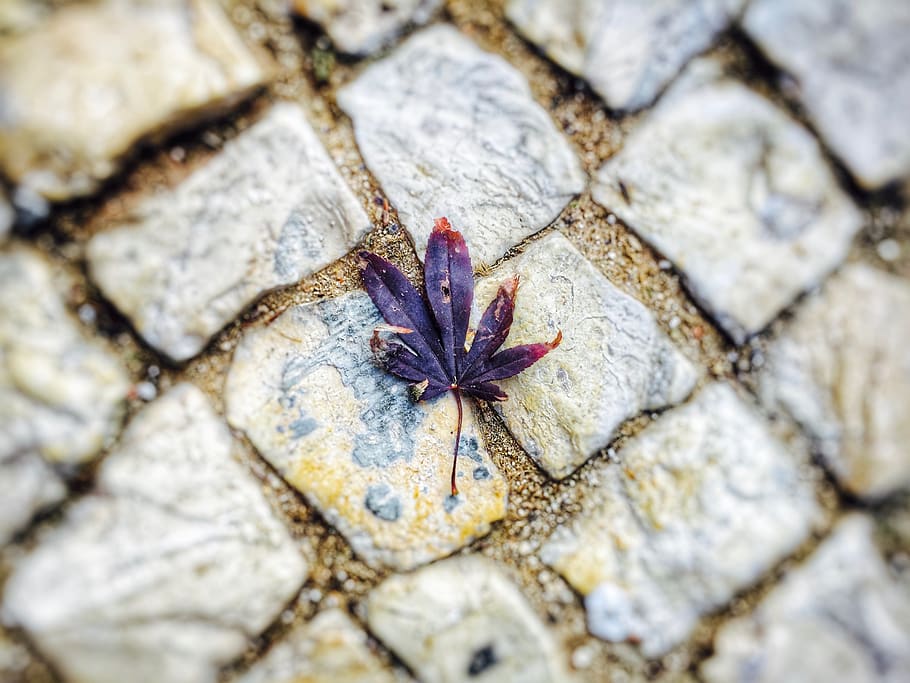 lisbon, portugal, sidewalk, white, leaf, yellow, red, autumn HD wallpaper