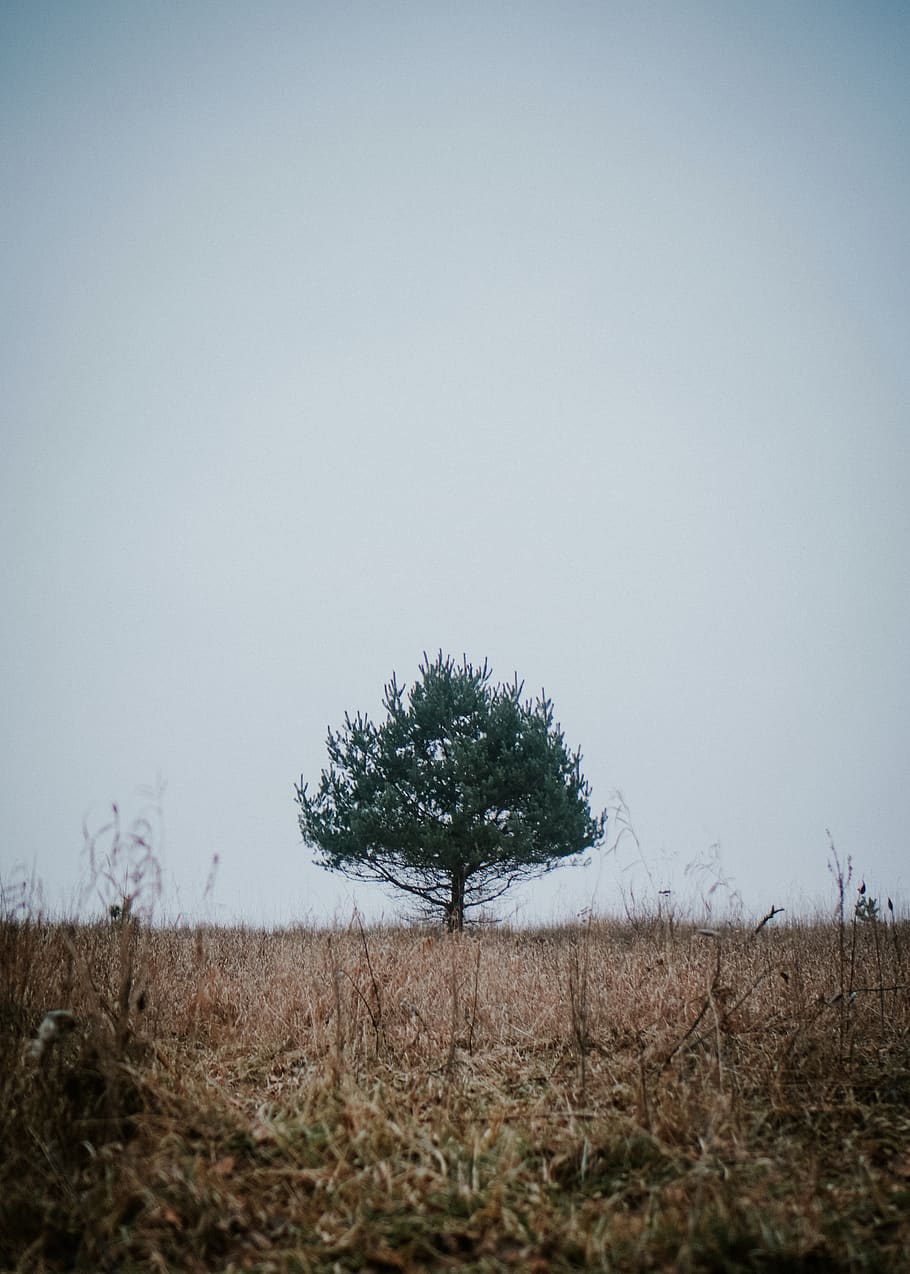 green tree during daytime, plant, nature, field, fir, abies, space HD wallpaper
