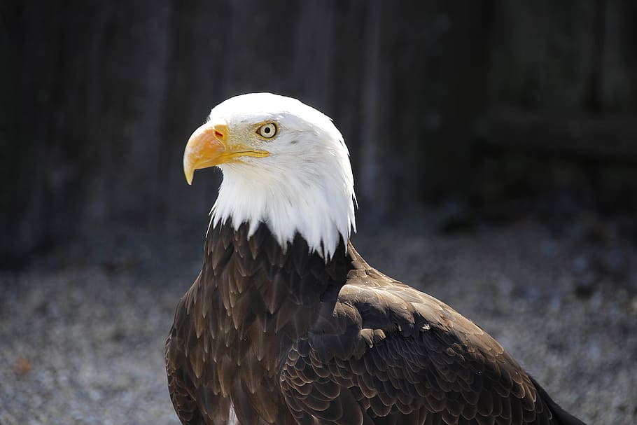 bald eagle, animal, bird, adler, nature, raptor, bird of prey HD wallpaper