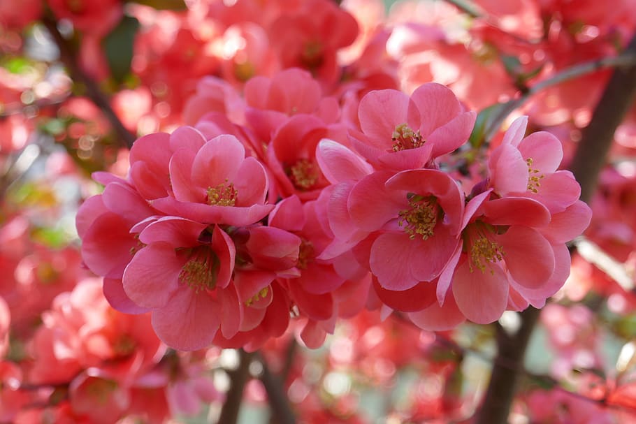 tree, trees, flowers, pink, spring, season, nature, blossom HD wallpaper