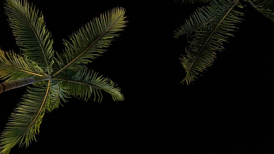 dark, night, sky, tree, plant, nature, leaf, plant part, growth HD wallpaper
