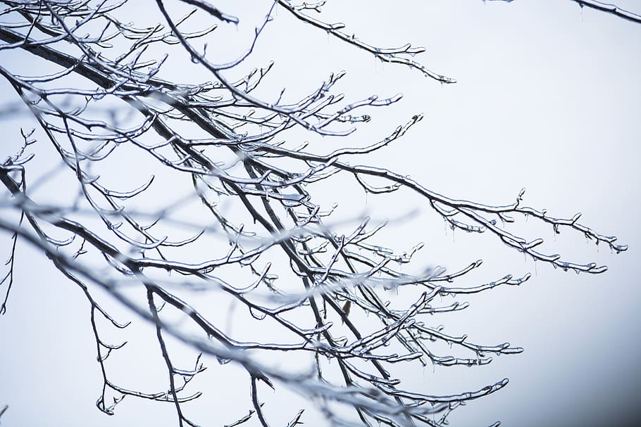 gray tree close-up photography, nature, outdoors, ice, québec HD wallpaper