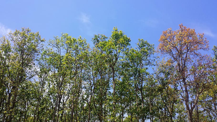 trees, forest, green, sky, blue, plant, low angle view, beauty in nature HD wallpaper