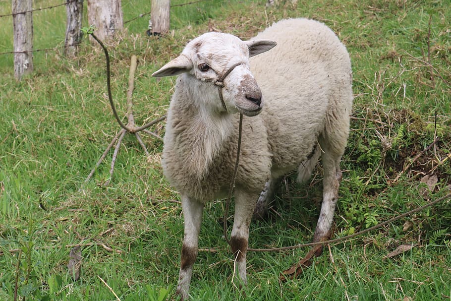 sheep, nature, animals, prado, grass, field, mammals, rural HD wallpaper