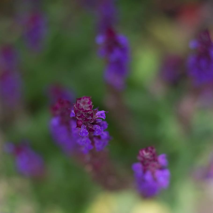 summer, abstract, lavender, flowering plant, purple, beauty in nature HD wallpaper